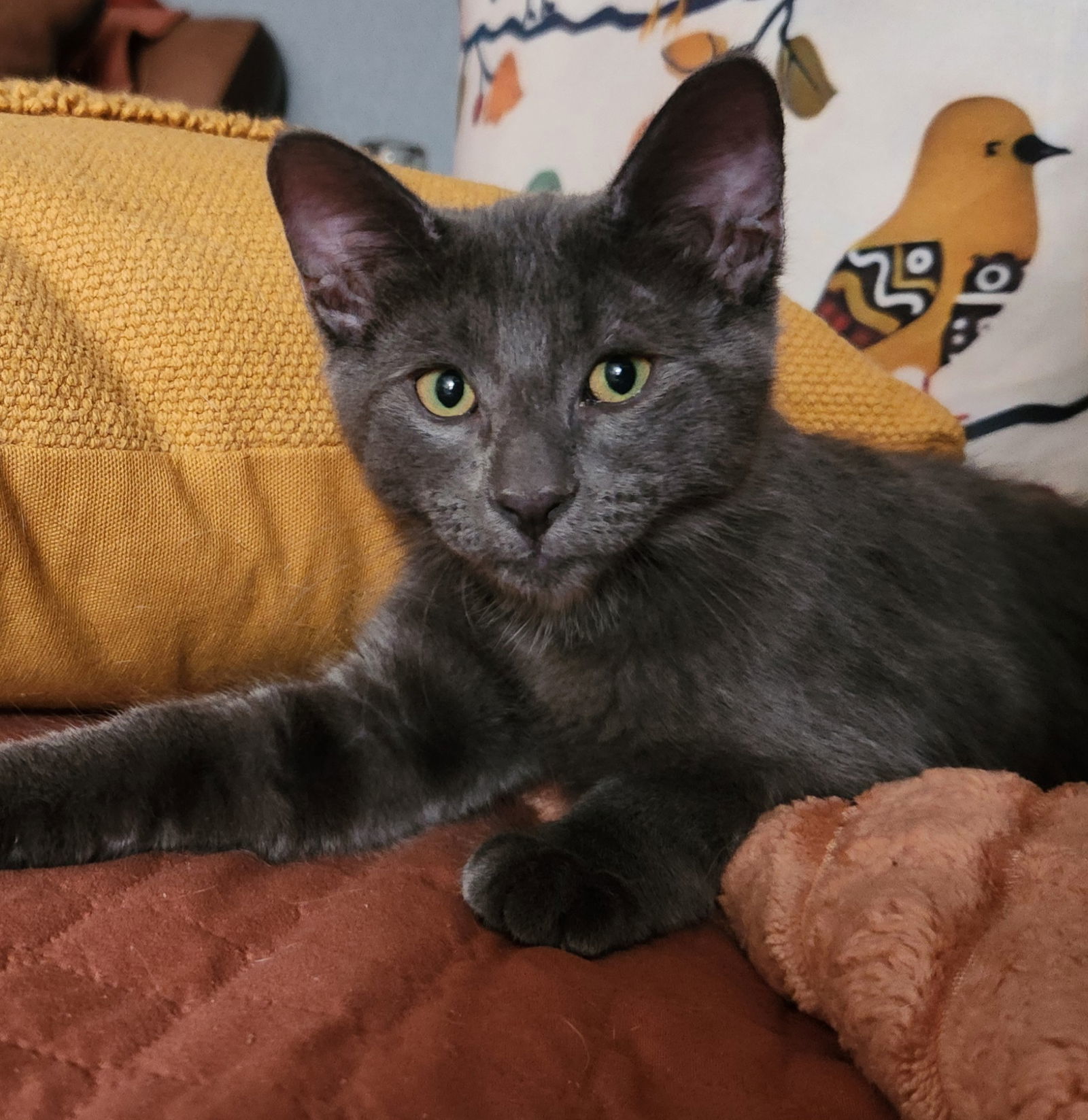 Huckleberry Graybee
