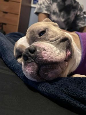 Peaches Pound Cake, Adult Female unknown