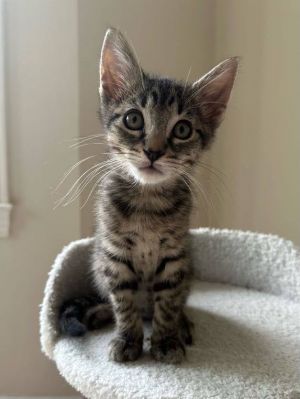 Ronan (bonded with Terra) Domestic Short Hair Cat