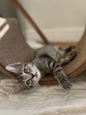 Ronan is a handsome gray tabby with a heart as big as his purrs As the loving big brother to