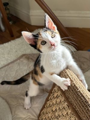 Cara Domestic Short Hair Cat