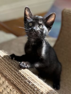 Terra (bonded with Ronan) Domestic Short Hair Cat