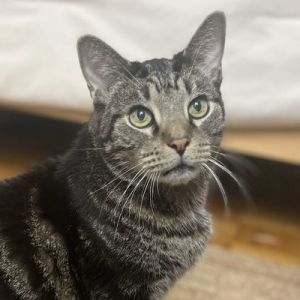 Hudson Domestic Short Hair Cat