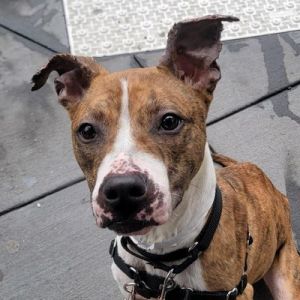 Meet our spectacular Speckles She is ready to bound right into your heart Speckles is the most che