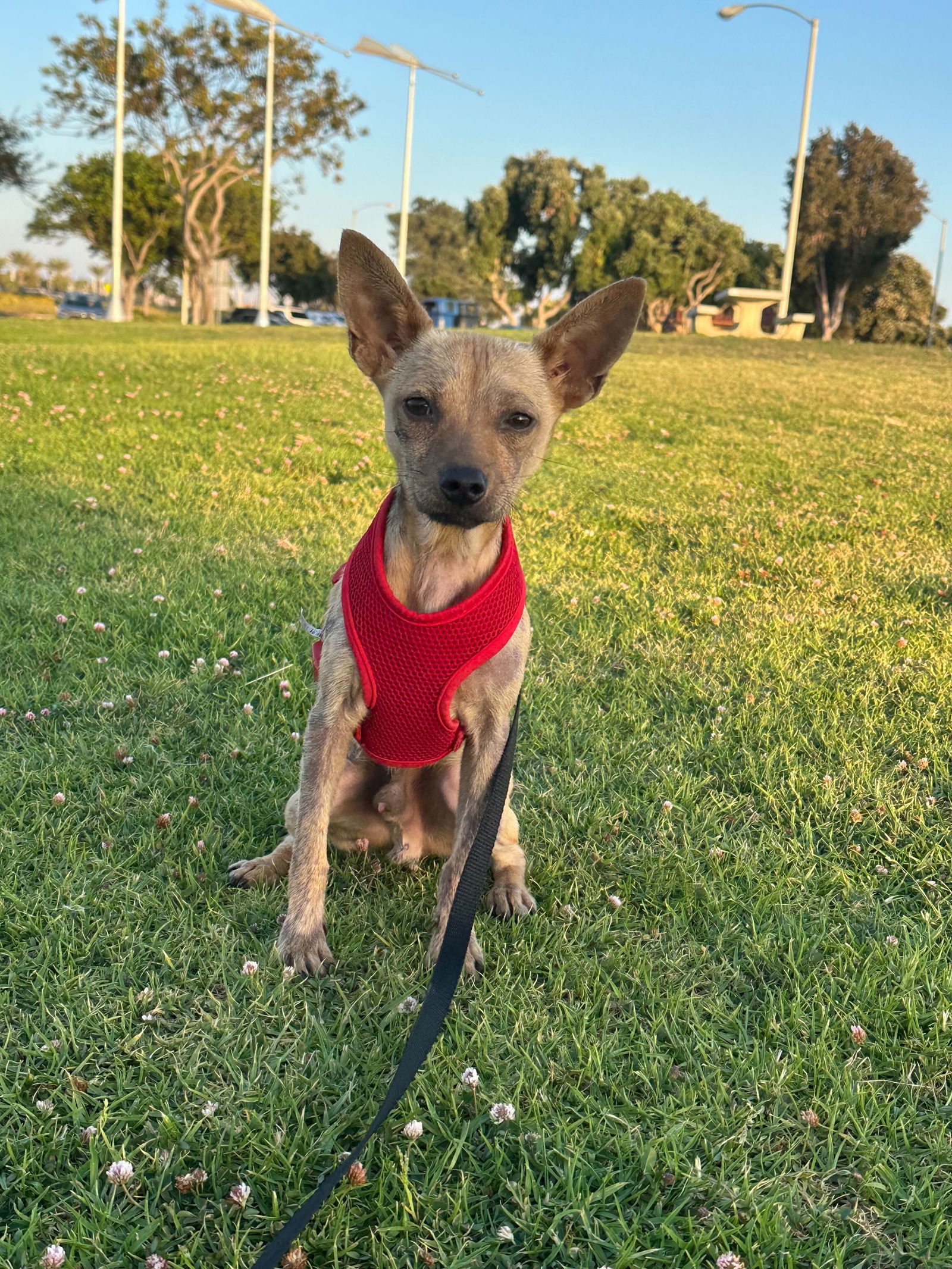 Canelo