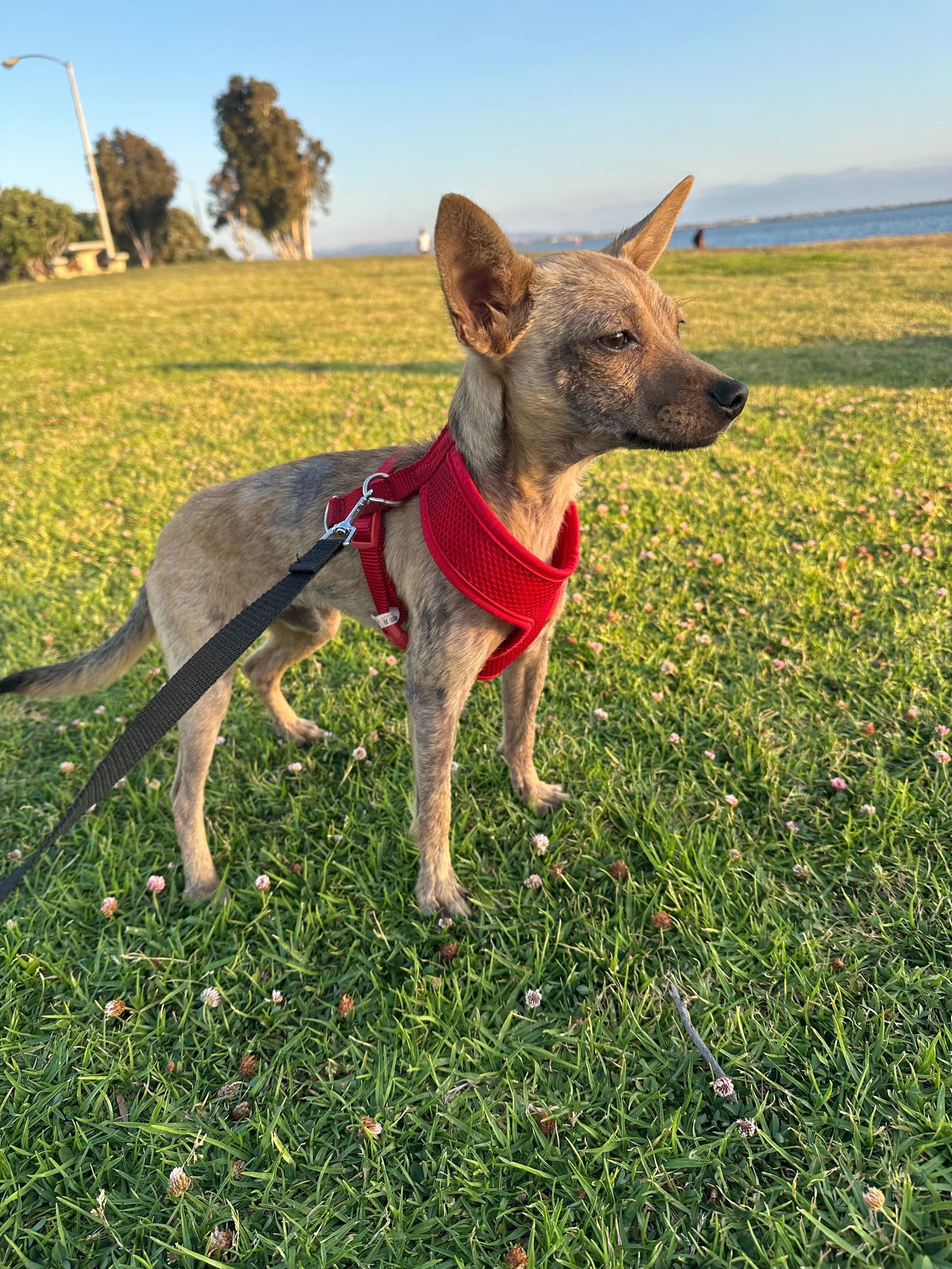 Canelo