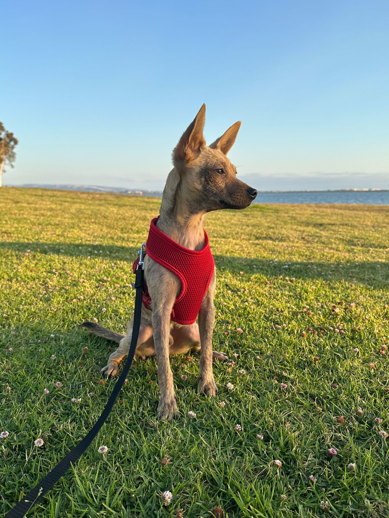 Canelo