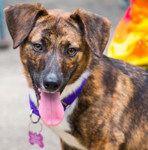 Vogue is a young playful and affectionate female pup whos just beginning her journey to a brighte