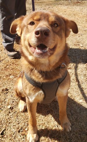 Please contact ADOPTION adoptdoggieharmonyorg for more information about this petMeet Bear - Yo