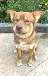 Please contact ADOPTION adoptdoggieharmonyorg for more information about this petMeet Bear - Yo