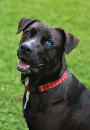 Please contact ADOPTION adoptdoggieharmonyorg for more information about this pet Deon is a 3-y