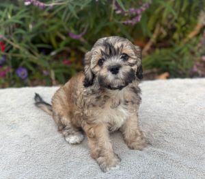 Fabric: Cashmere Shih Tzu Dog