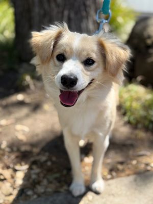 Popsicle Cavalier King Charles Spaniel Dog