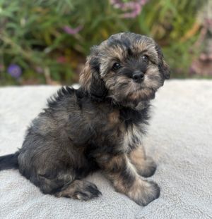 All of our dogs are spayedneutered shots current DHPP Bordetella and Rabies where applicable d
