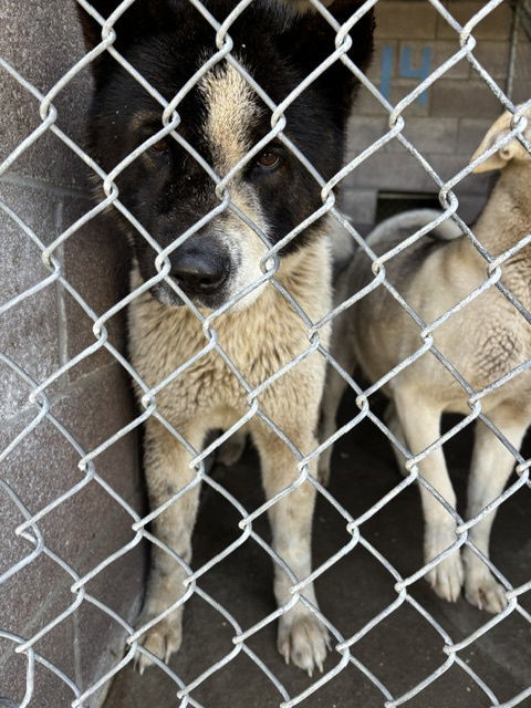 Mushu, an adoptable Akita in Las Vegas, NM, 87701 | Photo Image 2