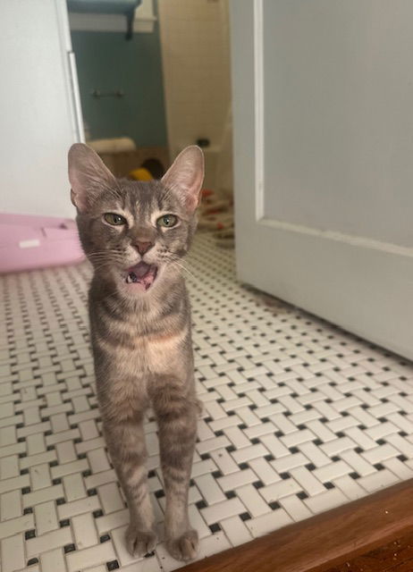 Grandma, an adoptable Abyssinian in Plano, TX, 75026 | Photo Image 1