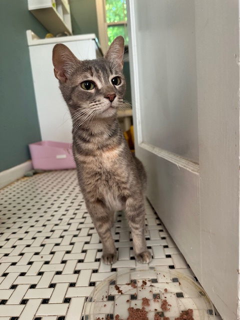 Grandma, an adoptable Abyssinian in Plano, TX, 75026 | Photo Image 2