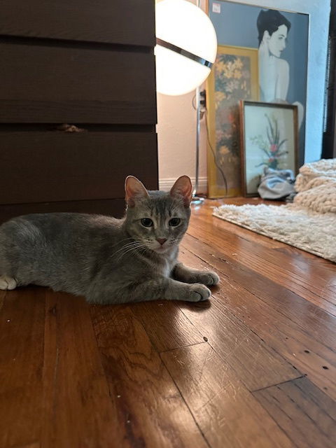 Grandma, an adoptable Abyssinian in Plano, TX, 75026 | Photo Image 3