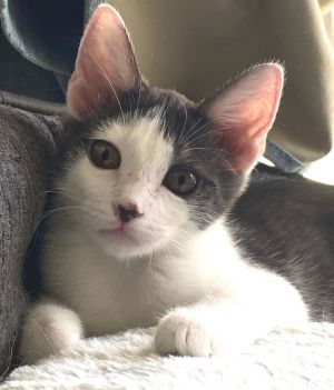 Miss Scarlett, Baby Female Domestic Short Hair