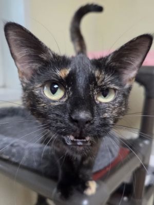 Helois, Adult Female Tortoiseshell