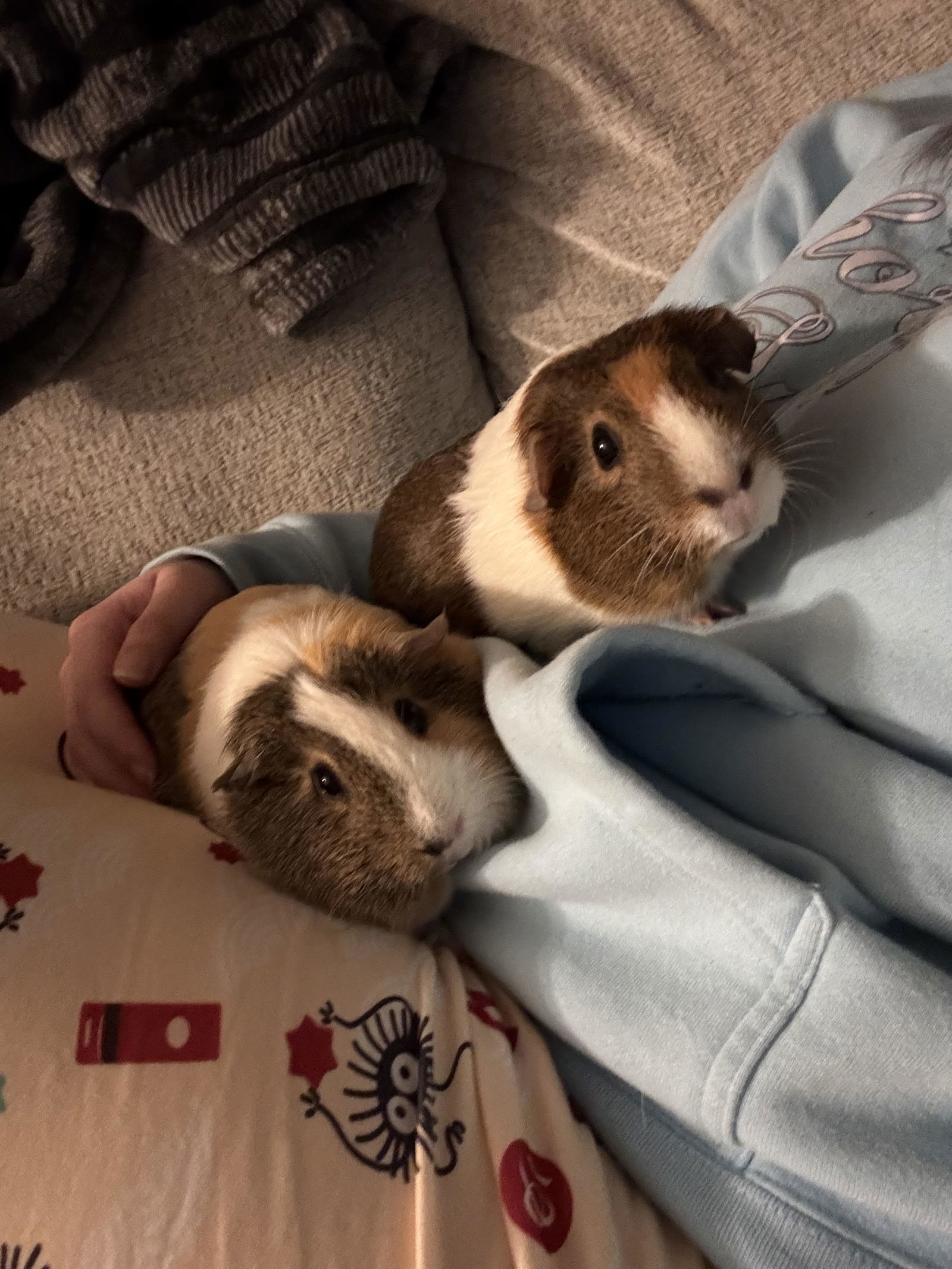 Pickles