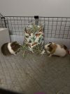 Pickles photo 2