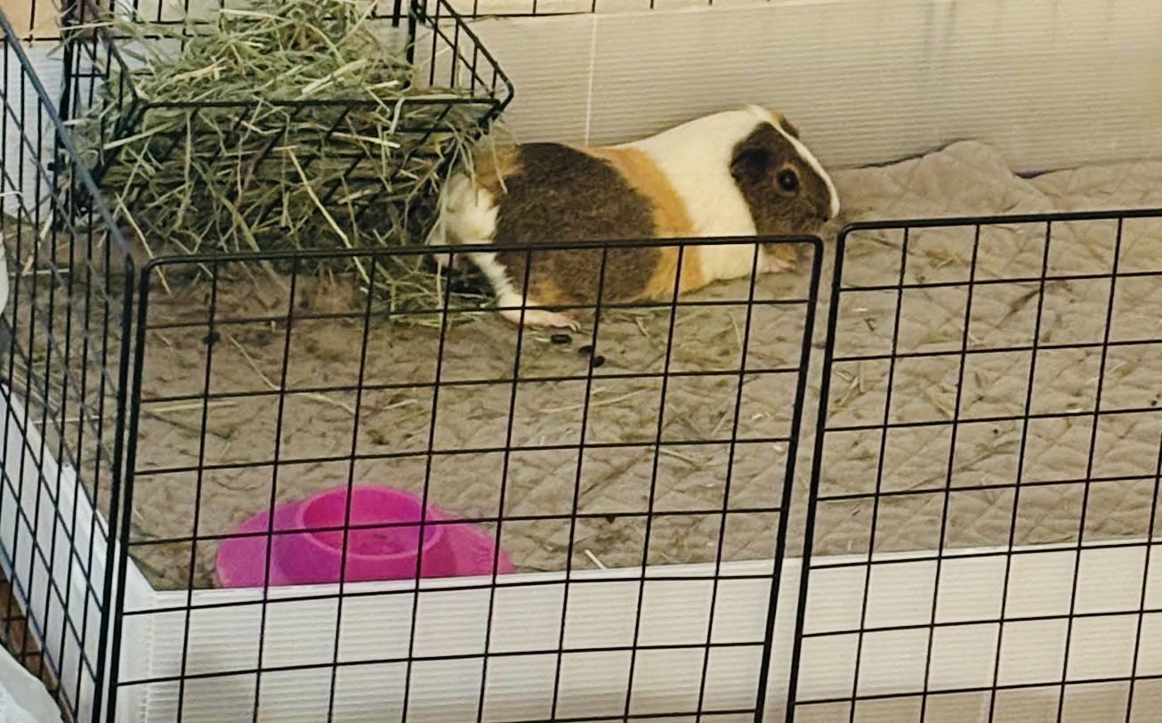 Peaches