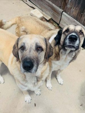 Dawn & Rae Mastiff Dog