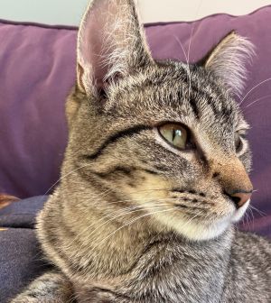 Barney C4632, Young Male Domestic Short Hair