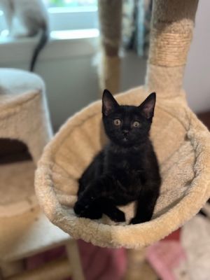 Hi I am Swiss roll the smallest of Little Debbies snack cakes I love to play batting around a t