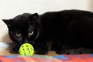 Rory, Adult Female Domestic Short Hair
