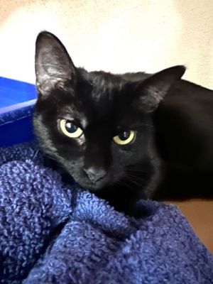 Raven, Adult Female Domestic Short Hair