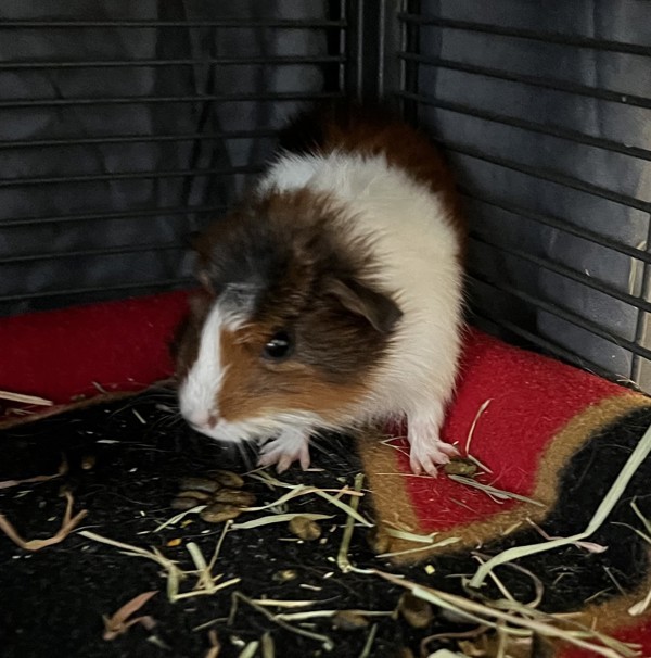 Pickles