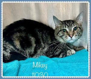Primary Color Brown Tabby Weight 9lbs Age 1yrs 0mths 3wks Animal has been Neutered
