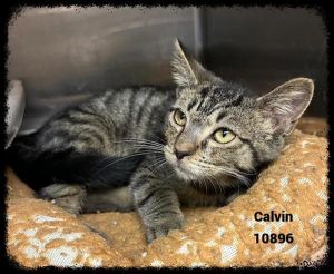 Primary Color Black Secondary Color White Weight 3lbs Age 0yrs 3mths 1wks Animal has been Neuter