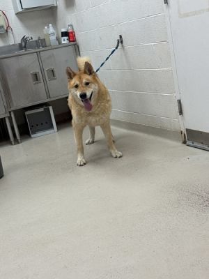 Primary Color Tan Secondary Color White Weight 97lbs Age 9yrs 0mths 0wks Animal has been Neutere