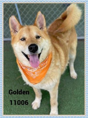 Primary Color Tan Secondary Color White Weight 97lbs Age 9yrs 0mths 1wks Animal has been Neutere