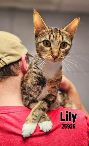 Lily Domestic Short Hair Cat