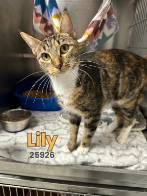 Lily is a beautiful petite torbie torti  tabby mix with a sweet and friendly nature Shes curio