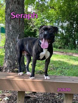 Seraph Pit Bull Terrier Dog
