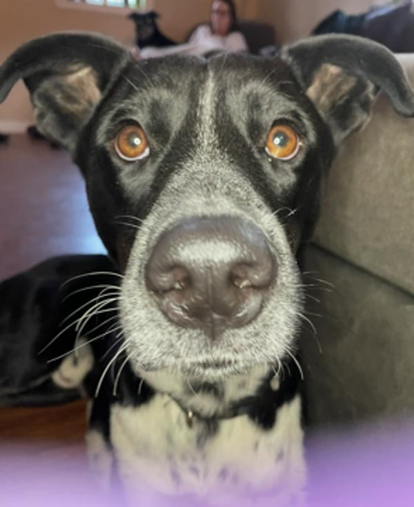 Brody