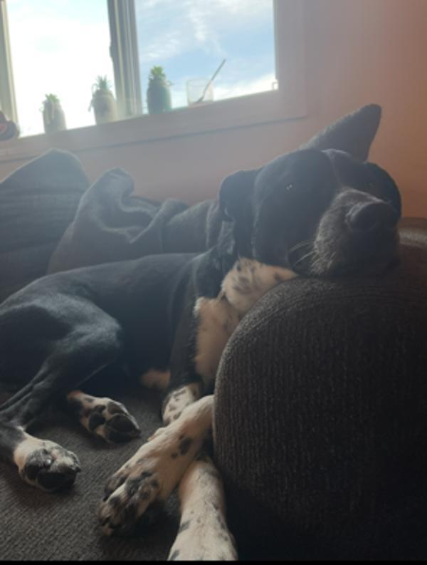Brody