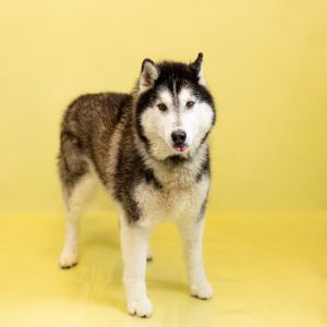 Primary Color Black Secondary Color White Weight 55lbs Age 4yrs 0mths 2wks Animal has been Neute