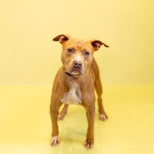 Primary Color Brown Secondary Color White Weight 38lbs Age 3yrs 1mths 0wks Animal has been Spaye