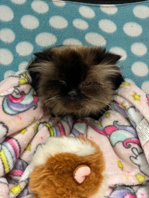 Halo is a fabulous 14-year-old Persian diva with a sweet face and a whole lot of attitude Shes got
