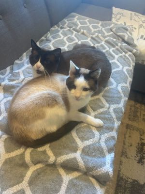 Oyster Snowshoe Cat