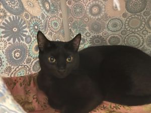 Mama Domestic Short Hair Cat