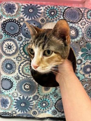 Miss Kitty Domestic Short Hair Cat