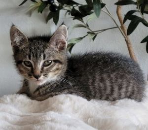 Nugget Domestic Short Hair Cat