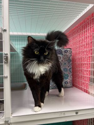 Sylvie Domestic Medium Hair Cat